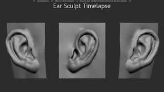 Ear Sculpt Timelapse