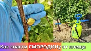 Как Спасаю Смородину от почкового Клеща - эффективные препараты