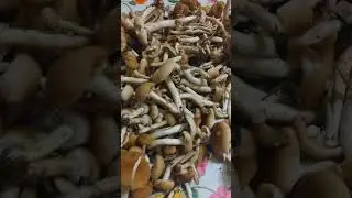 Il ritorno dei pioppini (Cyclocybe cylindracea)