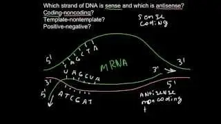 Sense and antisense strands of DNA