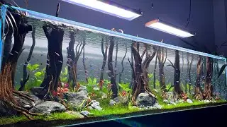 Beautiful Cardinal Tetra Fish Tank | Super Clean Cardinal Tetra Aquarium