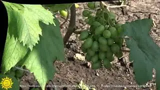 Виноград сорта Анюта.
