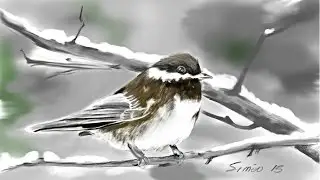 Drawing a Snowy Black- capped Chickadee