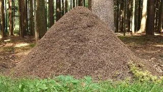 СИЛЬНЫЙ ДЕНЕЖНЫЙ ЗАГОВОР НА МУРАВЕЙНИК  ДЛЯ ВСЕХ ▶️ ИНГА ХОСРОЕВА