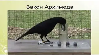 Обучение и память. Теория доминанты Ухтомского - Виноградова Екатерина. Лекция 4