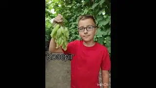 виноград сорти koveles.prom.ua