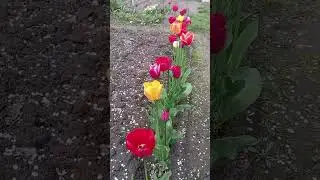 Пионовидные тюльпаны #tulip #tulpa #дача #выгонка #сад #тюльпаны #garden #цветы