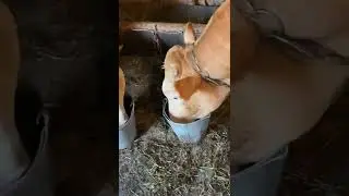 В деревне не скучно😁