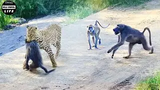 Leopard Pulls Off Perfect Ambush on Baboon - But they Fight Back | Animal Fight