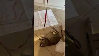 Шпрота-помогатор 
