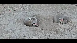 Модкавги Курус ва Дулану Гибрид