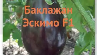 Баклажан обыкновенный Эскимо F1 (eskimo f1) 🌿 обзор: как сажать, семена баклажана Эскимо F1