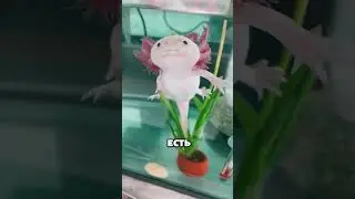 Самое милое животное в мире — аксолотль! 😍🦎✨ 