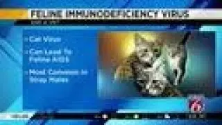 'Ask a Vet' -- Feline immunodeficiency virus