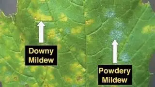 FIX IT FRIDAY: DOWNY MILDEW (Not to be confused with powdery mildew)