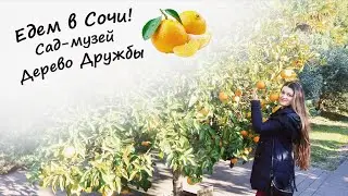 Едем в Сочи! Дерево Дружбы / The Friendship Tree in Sochi