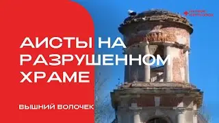 Аисты на разрушенном храме
