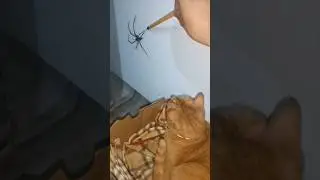 The Spider vs The Cat 