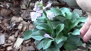 Hosta miniature in the garden Why did I do that