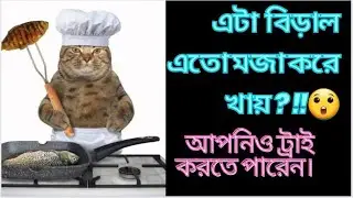 বিড়ালের খাবার সঠিক সংরক্ষণ/বিড়ালের পছন্দের খাবার/অরুচি হলে ট্রাই করতে পারেন। 