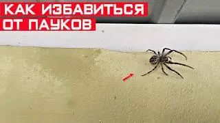 Как избавиться от пауков во дворе частного дома? Проверенный и надёжный способ!