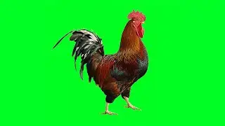 Chicken Green Screen Animation Effect | Chicken Dance Video | Free Use (2021)