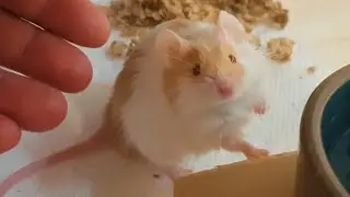 A very, VERY Angry little Mouse, Finnegan after neutering lol :)