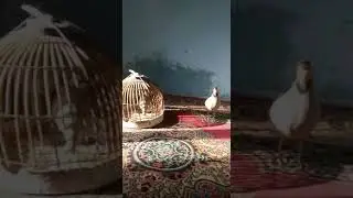 Чуҷаи Муминобод