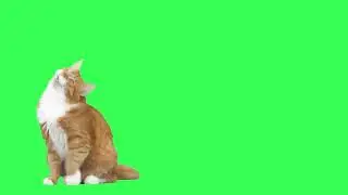 FREE! Make your Own Singing Cat! Free Green screen 