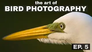 Getting the right pose? The Art of Bird Photography (Episode 5)