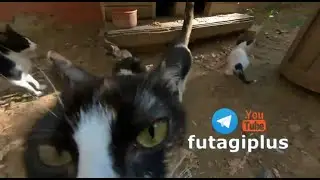 Котята играют 8 фон для видеомонтажа Котики обормотики