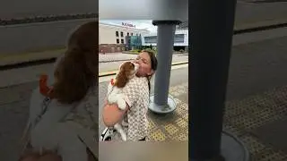 Официальная ЖД доставка щенка без сопровождения из Нижневартовска в Казань. Кавалер Кинг Чарльз