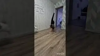 #вика #рекомендации #гимнастика #колесо #юмор #котики #смешная кошка