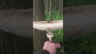 Гриб Зонтик. Молодая была не молода