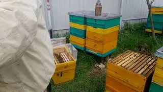 Создание отводков , расширение пасеки , пчелопакеты.