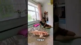 Она забыла сказать ему, что это подделка 🤔   #short