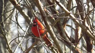 Black-oil sunflower seed | A favorite of Cardinals!
