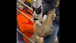 Домашние и Городские  Коты и Кошки. Смешные кошки. Приколы с котами