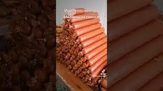 @million_on_pigs #натуральная колбаса#деревенскаяжизнь #хозяйство #pig #деревня свиньи#пьетрен
