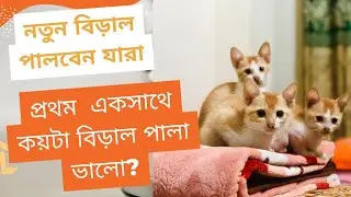 একসাথে কয়টা বিড়াল পালা ভালো? প্রথম বিড়াল বাসায় এনে কি করবেন? নতুনদের জন্য গুরুত্বপূর্ণ #firsttimecat