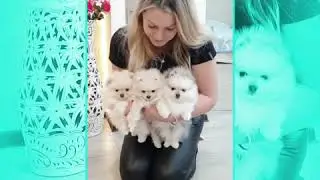 Щенки шпица.  Прощальный вечер.