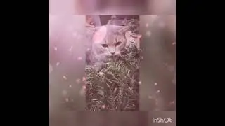 САМЫЙ КРАСИВЫЙ И МИЛЫЙ КОТИК В МИРЕ
