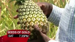 NTV Seeds of Gold