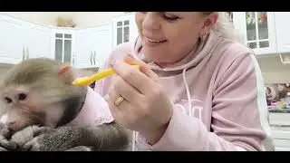 #Гамадрилы