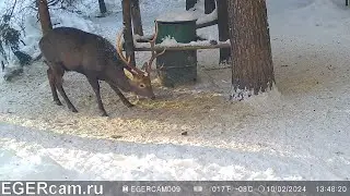 Олени. Кто ворует подкормку у кабанов ) Всегда свежие фото и видео с фотоловушек Егерькам.