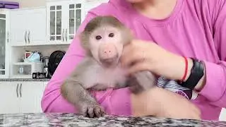 Завтрак гамадрилок Ники и Луны 😁