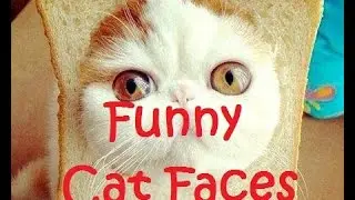 Funny Cat Face Compilation (Funny Cats) - DDOF