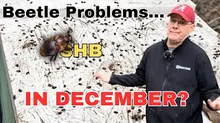 I have Never Experienced this with my Winter Bees Before
