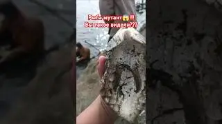 Это карп или карась!!! Мутант!!! Ужас а не рыба!!! 