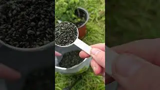 Даже засохший пожелтевший куст огурцов, томатов снова позеленеет и будет плодоносить всю осень